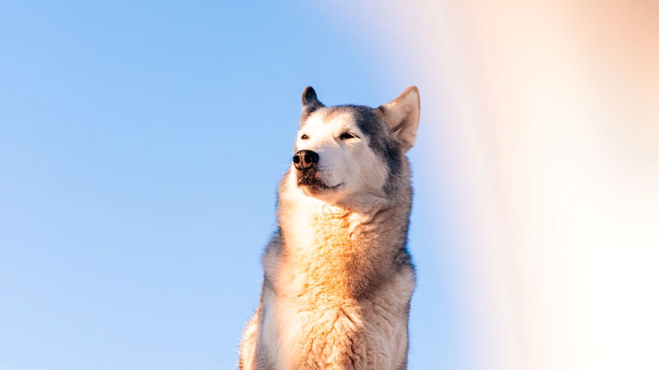 Escape the light pollution and embark on an unforgettable adventure