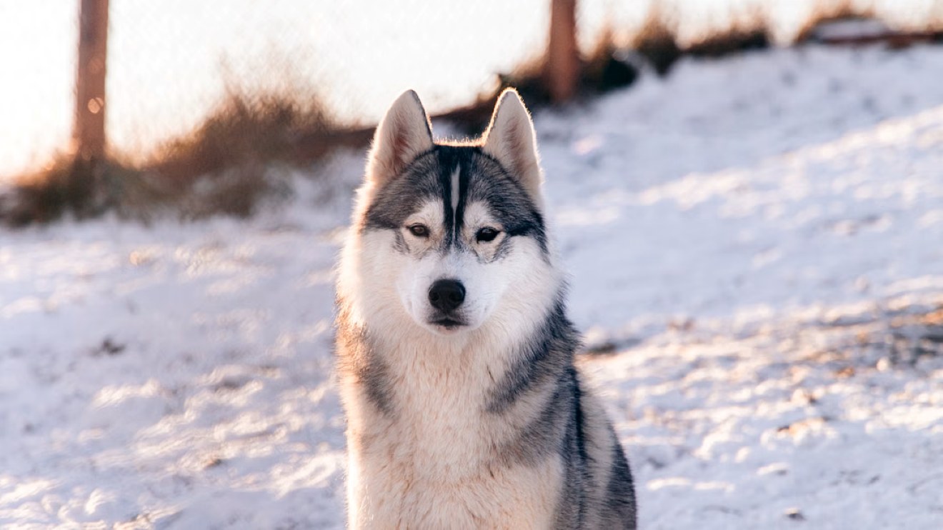 orthern-lights-tour-husky-adventure