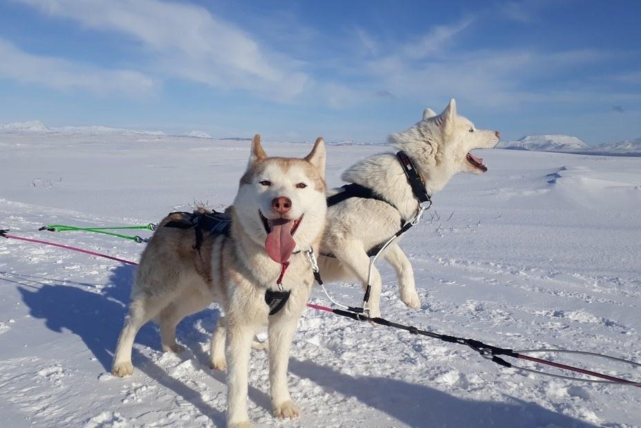 Dog sledding in North Iceland