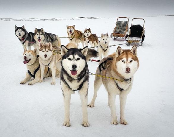 Dogs riding the sled on snow in Mývatn