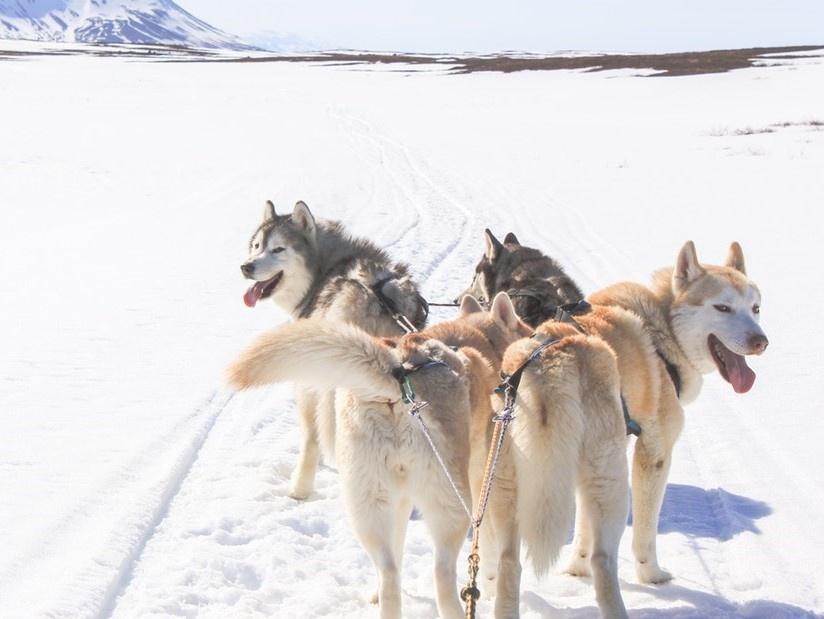 Excursión de trineo de perros en Islandia