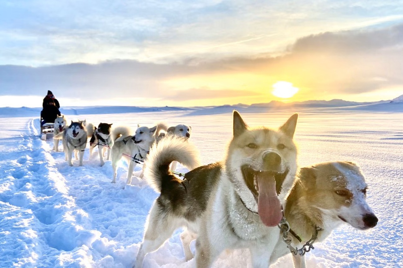 actividad-invernal-trineo-de-perros-islandia