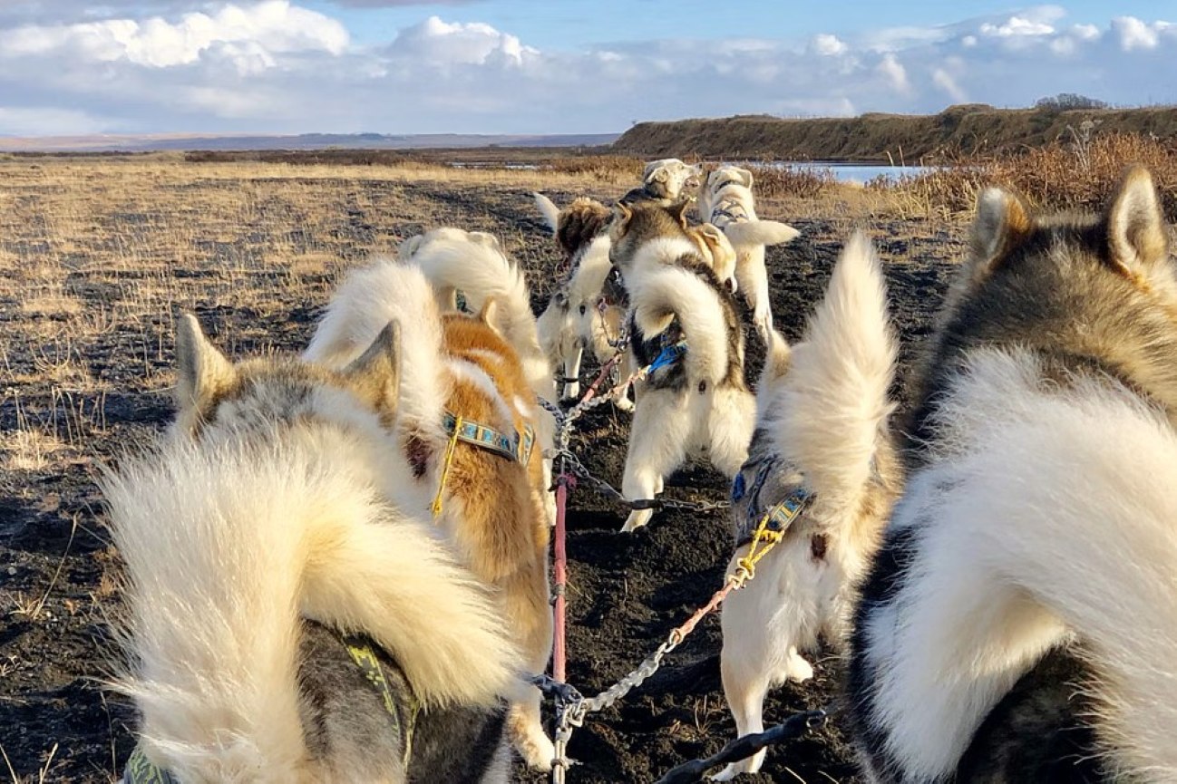 actividad-invernal-trineo-de-perros-reykjavik