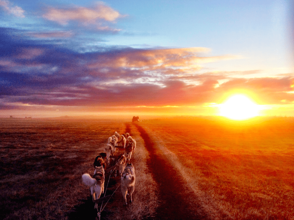 trineo de perros en tierra