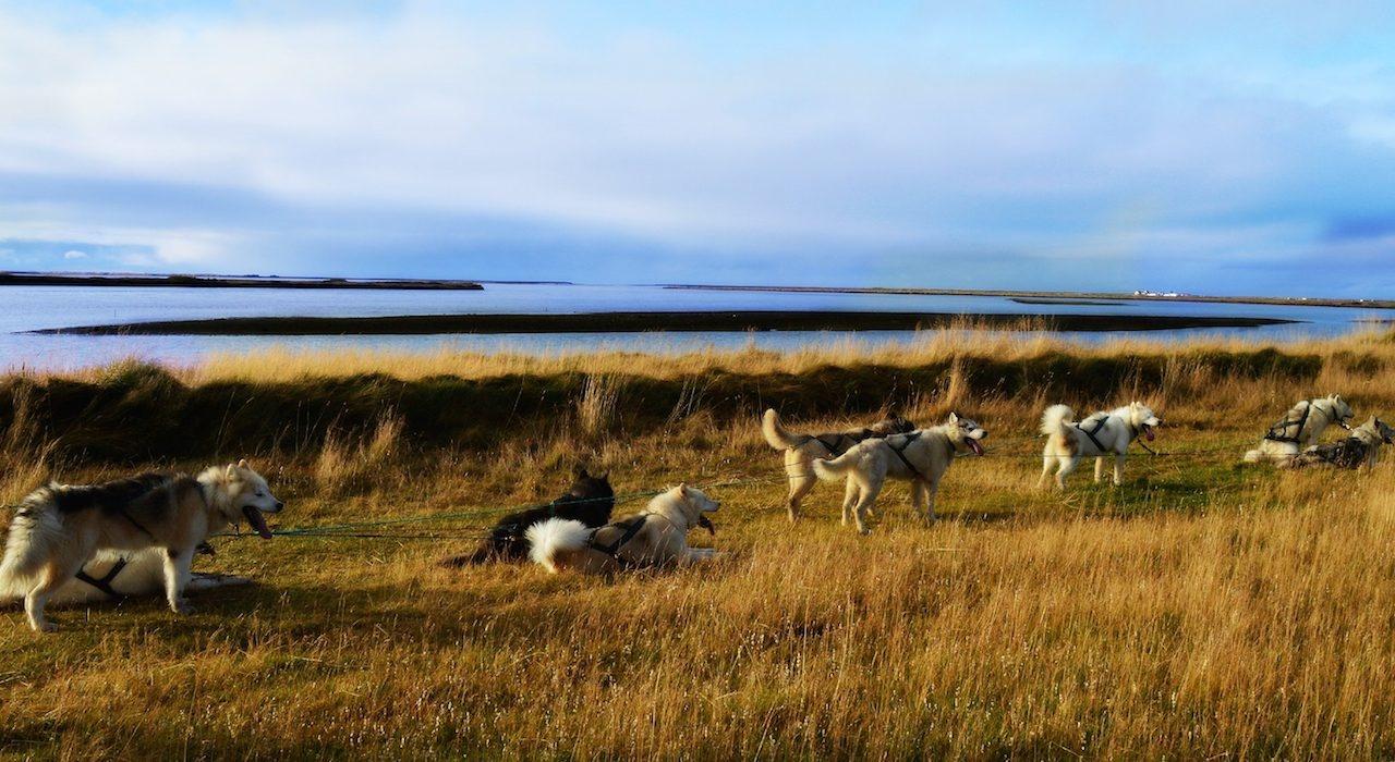 trineo de perros en tierra