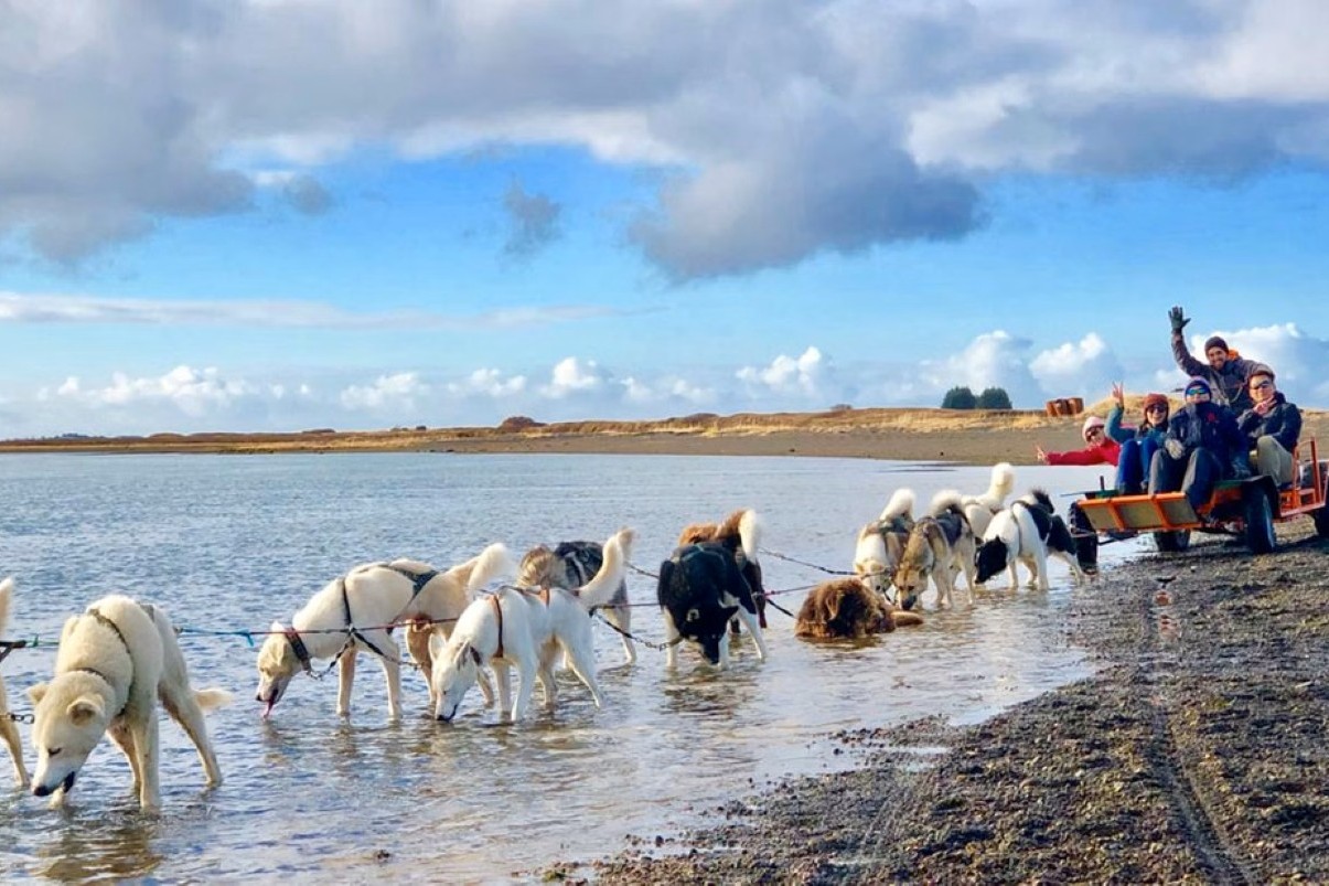 experiencia-trineo-de-perros-en-la-nieve-islandia