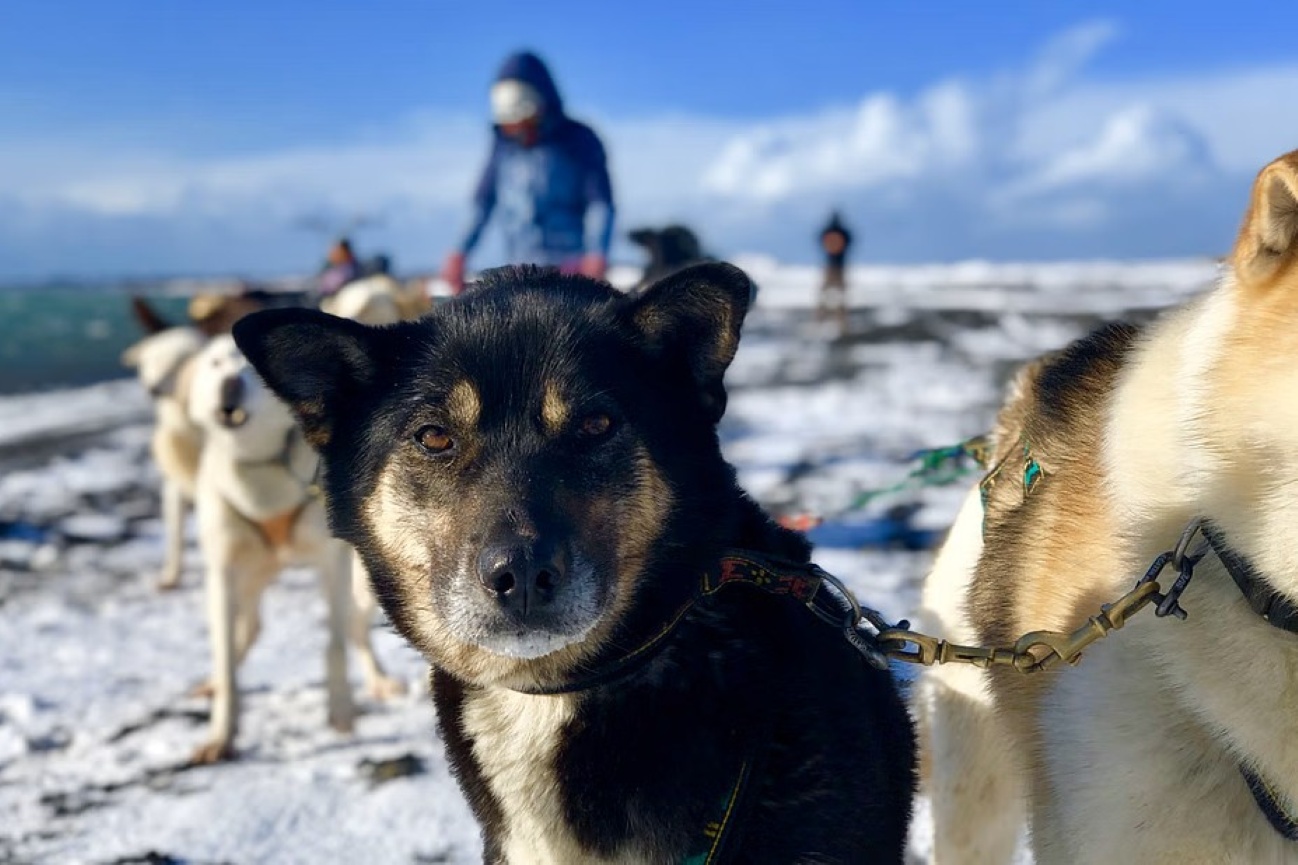 tour-trineo-de-perros-islandia-naturaleza