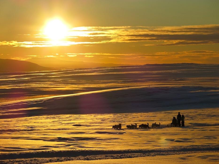 trieno de perros en Islandia