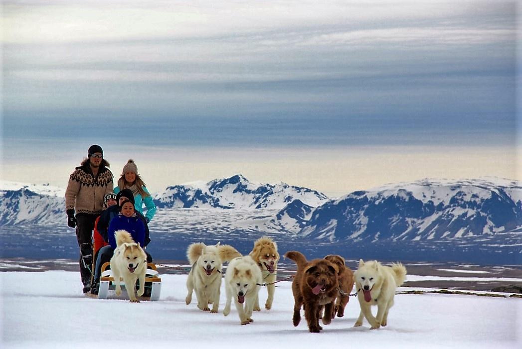 trineo perros islandia